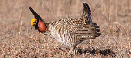 KDWPT Receives National Award for Lesser Prairie-Chicken Project