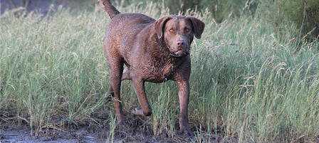 Protect Your Hunting Dog From Harmful Algae Protect Your Hunting Dog From Harmful Algae