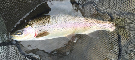 Trout Stocking Discontinued at Cedar Bluff Stilling Basin Trout Stocking Discontinued at Cedar Bluff Stilling Basin