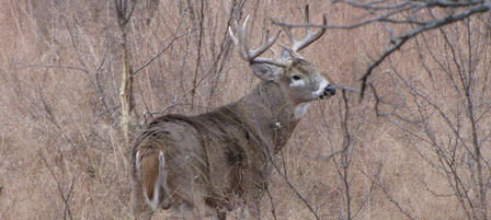 Youth Invited To Hunt Deer At Jeffrey Energy Center