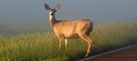 Agencies Warn of Seasonal Increase in Vehicle-Deer Crashes Agencies Warn of Seasonal Increase in Vehicle-Deer Crashes