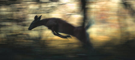 Deer-vehicle Crashes Increase in Fall Deer-vehicle Crashes Increase in Fall