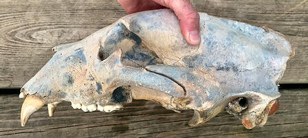Extreme Floods Unearth Ancient Bear Skull in Southcentral Kansas Extreme Floods Unearth Ancient Bear Skull in Southcentral Kansas