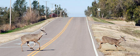 KANSAS DEER-VEHICLE COLLISIONS PEAK DURING NOVEMBER KANSAS DEER-VEHICLE COLLISIONS PEAK DURING NOVEMBER
