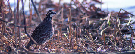 KANSAS QUAIL INITIATIVE IN THE RUNNING FOR GRANT KANSAS QUAIL INITIATIVE IN THE RUNNING FOR GRANT