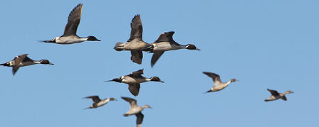 KANSAS DUCK SEASON TAKES TO THE SKY KANSAS DUCK SEASON TAKES TO THE SKY