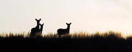 PRE-RUT WHITETAIL ANTLERLESS-ONLY SEASON OCT. 11-12 PRE-RUT WHITETAIL ANTLERLESS-ONLY SEASON OCT. 11-12