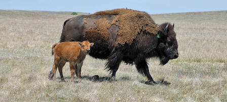 Buffalo Auction November 16 At Maxwell Wildlife Refuge