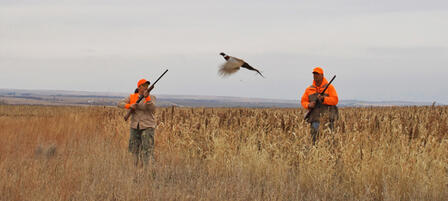 Plan Your Kansas Pheasant And Quail Hunt Now Plan Your Kansas Pheasant And Quail Hunt Now