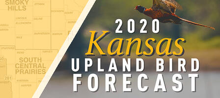 Kansas’ 2020 Upland Game Bird Seasons Look Promising Kansas’ 2020 Upland Game Bird Seasons Look Promising