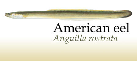 Kansas Angler Discovers Rare Eel on End of Line Kansas Angler Discovers Rare Eel on End of Line