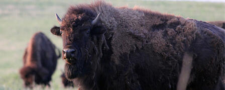 BUFFALO AUCTION AT MAXWELL WILDLIFE REFUGE BUFFALO AUCTION AT MAXWELL WILDLIFE REFUGE