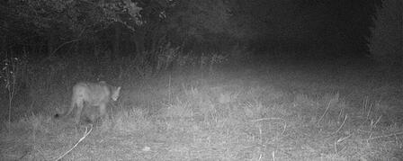 MOUNTAIN LION CONFIRMED IN LABETTE COUNTY MOUNTAIN LION CONFIRMED IN LABETTE COUNTY