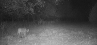 MOUNTAIN LION CONFIRMED IN LABETTE COUNTY