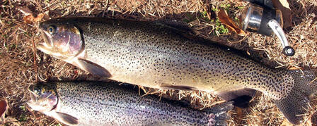 TROUT SEASON KICKS OFF NOVEMBER 1 TROUT SEASON KICKS OFF NOVEMBER 1