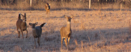 MOTORISTS BEWARE: DEER ON THE MOVE NOW MOTORISTS BEWARE: DEER ON THE MOVE NOW