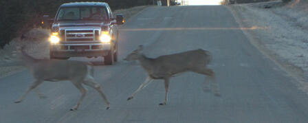 MOTORISTS BEWARE: DEER ON THE MOVE IN NOVEMBER MOTORISTS BEWARE: DEER ON THE MOVE IN NOVEMBER