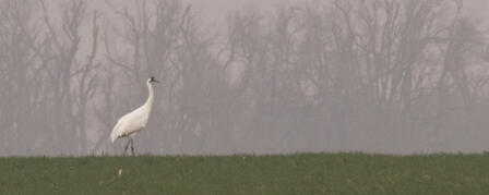 WHOOPERS CRANE THEIR NECKS TOWARD KANSAS WHOOPERS CRANE THEIR NECKS TOWARD KANSAS