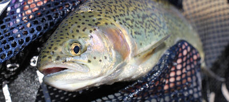 KDWPT To Stock More Trout, More Often This Season KDWPT To Stock More Trout, More Often This Season