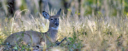 FIRST EVER PRE-RUT WHITETAIL ANTLERLESS SEASON OPENS OCT. 12 FIRST EVER PRE-RUT WHITETAIL ANTLERLESS SEASON OPENS OCT. 12