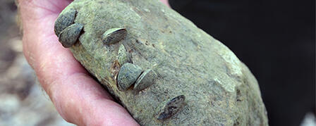 ZEBRA MUSSELS DISCOVERED IN POMONA RESERVOIR ZEBRA MUSSELS DISCOVERED IN POMONA RESERVOIR