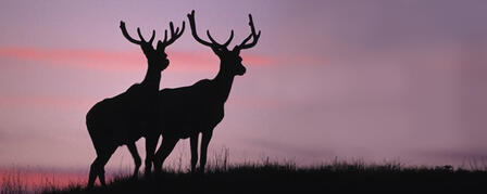 APPLY NOW FOR COMMISSION BIG GAME PERMITS APPLY NOW FOR COMMISSION BIG GAME PERMITS