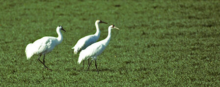 ENDANGERED SPECIES MAKES APPEARANCE IN KANSAS ENDANGERED SPECIES MAKES APPEARANCE IN KANSAS