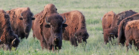 PUBLIC BUFFALO AUCTION NOV. 20 PUBLIC BUFFALO AUCTION NOV. 20