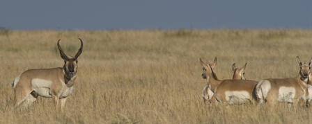KDWPT COMMISSION BIG GAME PERMIT APPLICATIONS DUE JAN. 1 KDWPT COMMISSION BIG GAME PERMIT APPLICATIONS DUE JAN. 1