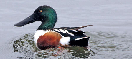 Wade Your Way Into Waterfowl Season Wade Your Way Into Waterfowl Season