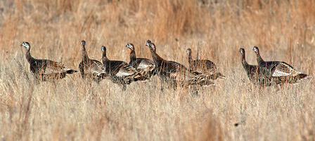Fall Turkey Season Offers Second Chance at Gobblers