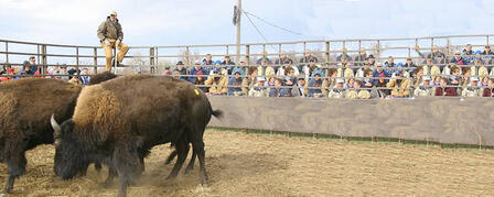 MAXWELL WILDLIFE REFUGE TO HOST BUFFALO AUCTION MAXWELL WILDLIFE REFUGE TO HOST BUFFALO AUCTION