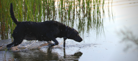 Hunting Dog Owners Cautioned To Watch for Harmful Algal Blooms Hunting Dog Owners Cautioned To Watch for Harmful Algal Blooms