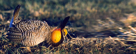 PRAIRIE CHICKEN SEASON UNIQUE HUNTING OPPORTUNITY PRAIRIE CHICKEN SEASON UNIQUE HUNTING OPPORTUNITY