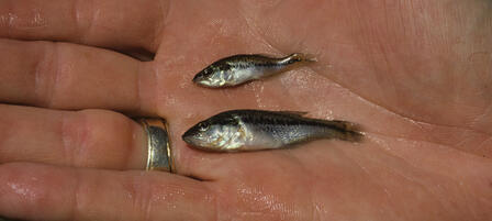 Innovative Efforts of Fisheries Staff Surge Bass Populations Innovative Efforts of Fisheries Staff Surge Bass Populations