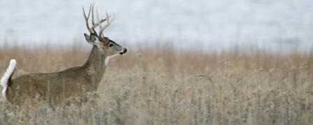 KANSAS FIREARM DEER SEASON OPENS NOV. 30 KANSAS FIREARM DEER SEASON OPENS NOV. 30
