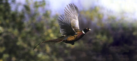 Waconda Lake To Host Annual Youth and Women’s Pheasant Hunt