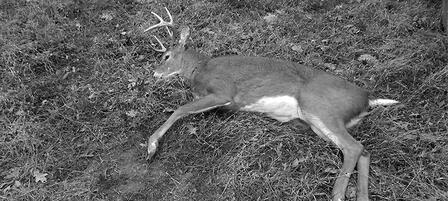 Game Wardens Seek Public Assistance in Poaching Cases Game Wardens Seek Public Assistance in Poaching Cases