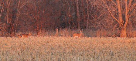 Firearm Deer Season Opens Nov. 29 Firearm Deer Season Opens Nov. 29