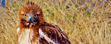 KANSAS WILDLIFE AND PARKS MAGAZINE ANNOUNCES “WILD ABOUT KANSAS” WINNERS