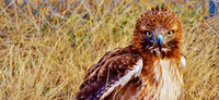KANSAS WILDLIFE AND PARKS MAGAZINE ANNOUNCES “WILD ABOUT KANSAS” WINNERS