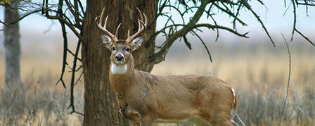 FIREARM DEER SEASON OPENS DECEMBER 4 FIREARM DEER SEASON OPENS DECEMBER 4