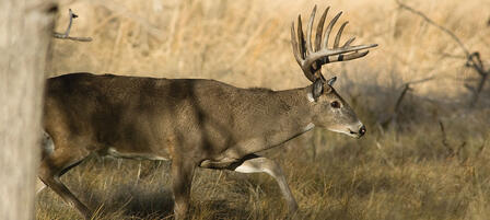 Commission Big Game Permits Raise Funds For Conservation Commission Big Game Permits Raise Funds For Conservation