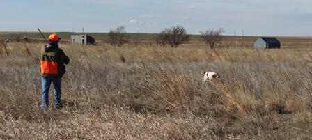 Pheasant And Quail Seasons Continue Tradition Pheasant And Quail Seasons Continue Tradition