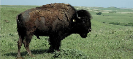 Surplus Buffalo To Be Auctioned At Maxwell Wildlife Refuge Surplus Buffalo To Be Auctioned At Maxwell Wildlife Refuge