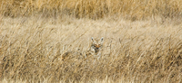 ETHAN CARROLL MEMORIAL COYOTE CALLING CONTEST
