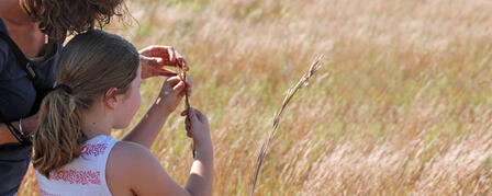 VOLUNTEERS NEEDED FOR PRAIRIE RESTORATION PROJECT VOLUNTEERS NEEDED FOR PRAIRIE RESTORATION PROJECT