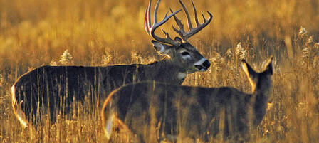 KWPT Commission Big Game Permits Will Be Drawn at January Meeting KWPT Commission Big Game Permits Will Be Drawn at January Meeting
