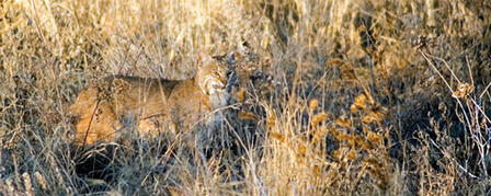 FURBEARER SEASON KICKS OFF NOV. 13