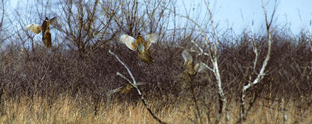 KANSAS PHEASANT AND QUAIL SEASONS GENERATE EXCITEMENT KANSAS PHEASANT AND QUAIL SEASONS GENERATE EXCITEMENT